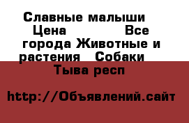 Славные малыши! › Цена ­ 10 000 - Все города Животные и растения » Собаки   . Тыва респ.